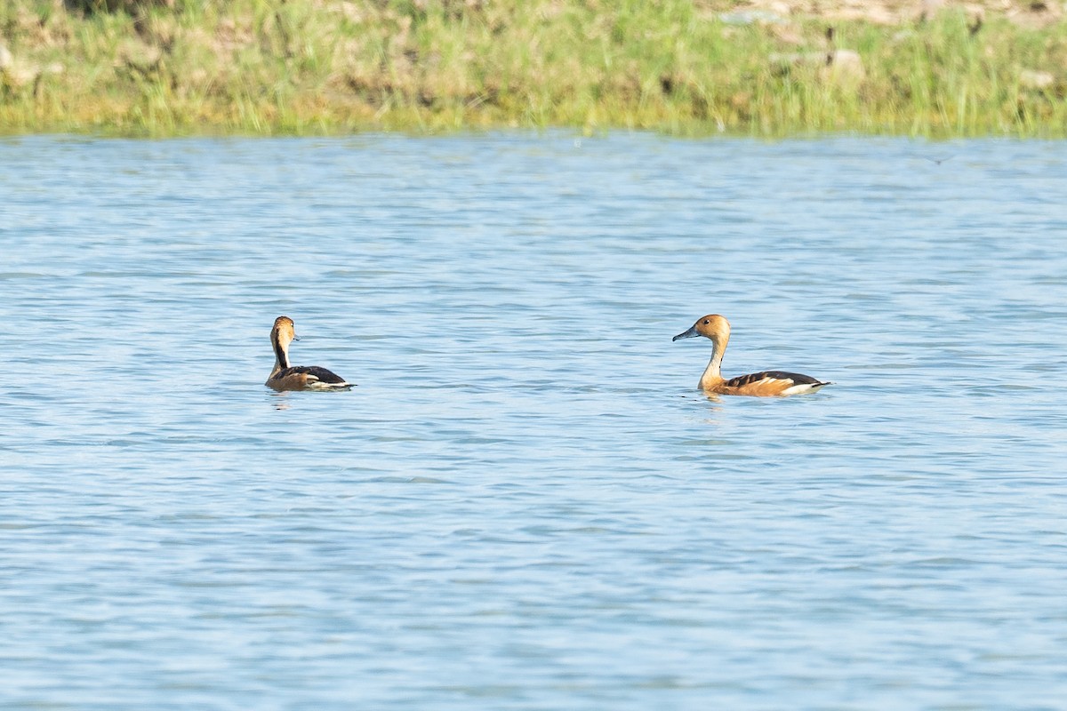 Fulvous Whistling-Duck - ML162119131