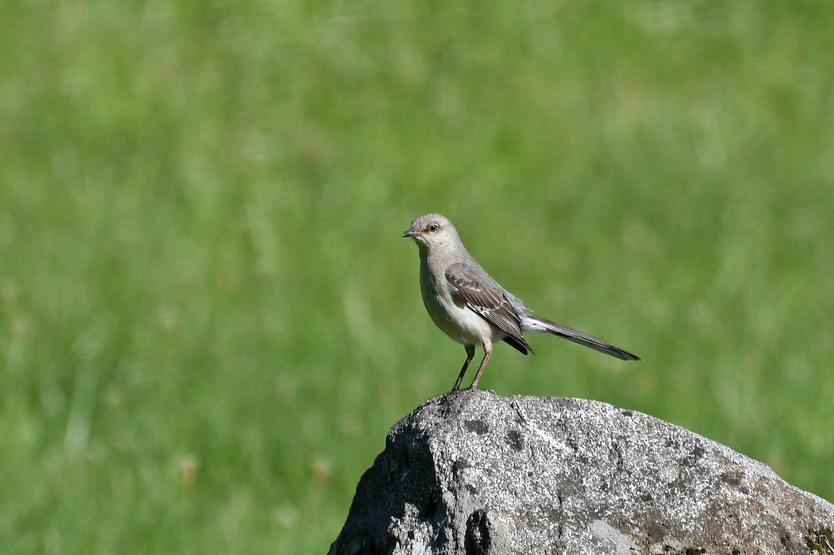 Northern Mockingbird - ML162120451