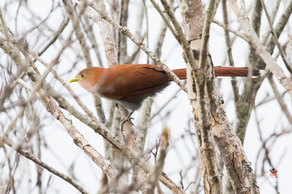 Squirrel Cuckoo - ML162123741