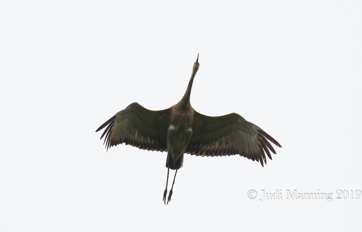 Sandhill Crane - Carl & Judi Manning