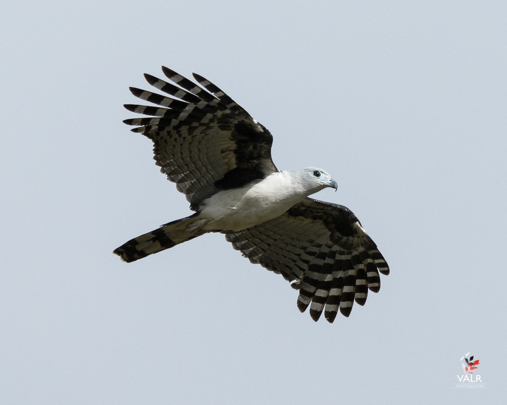 Gray-headed Kite - ML162123921