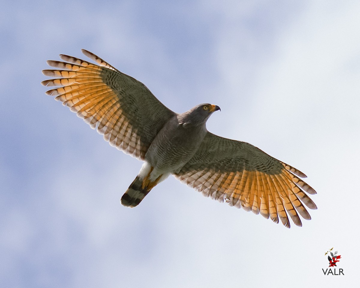 Wegebussard [magnirostris-Gruppe] - ML162124111