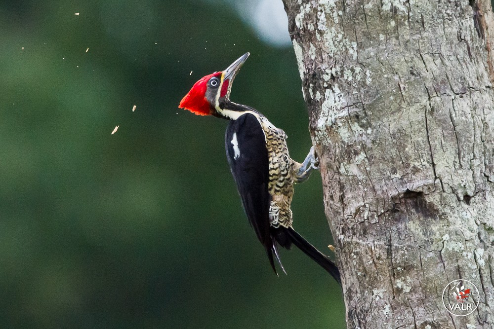 Lineated Woodpecker - ML162124401