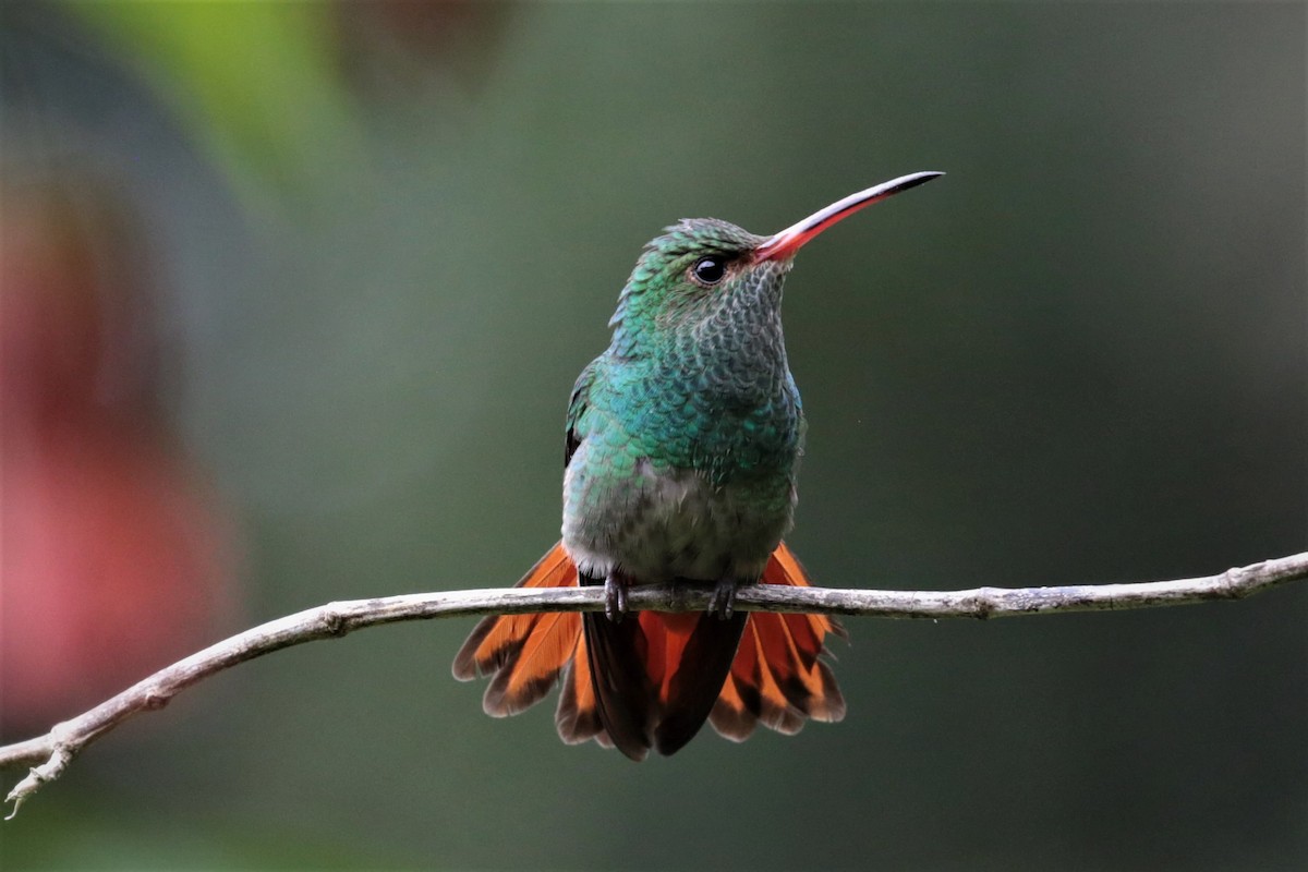 Rufous-tailed Hummingbird - ML162125161