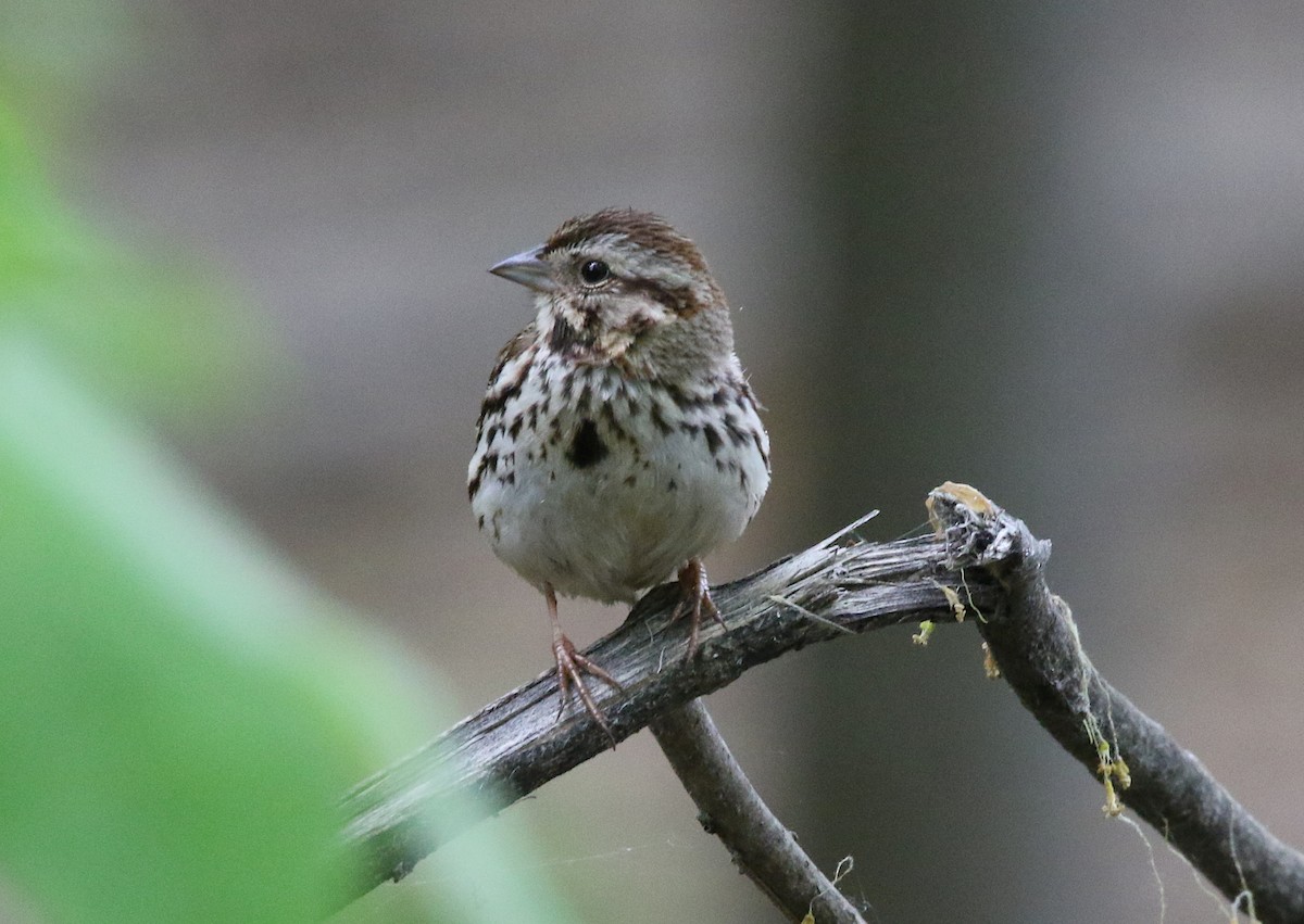 Song Sparrow - ML162125991