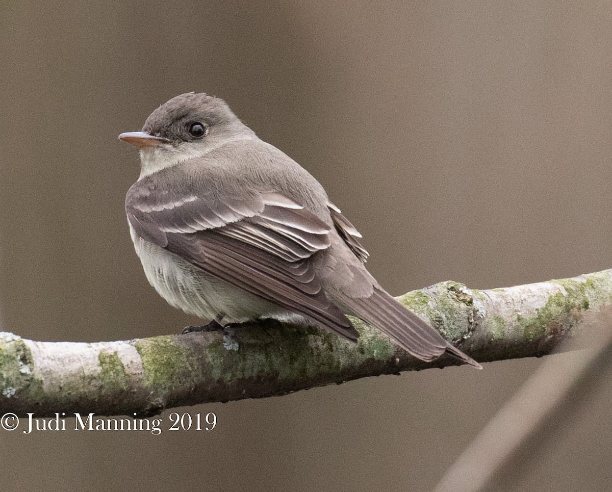 Eastern Wood-Pewee - ML162126811