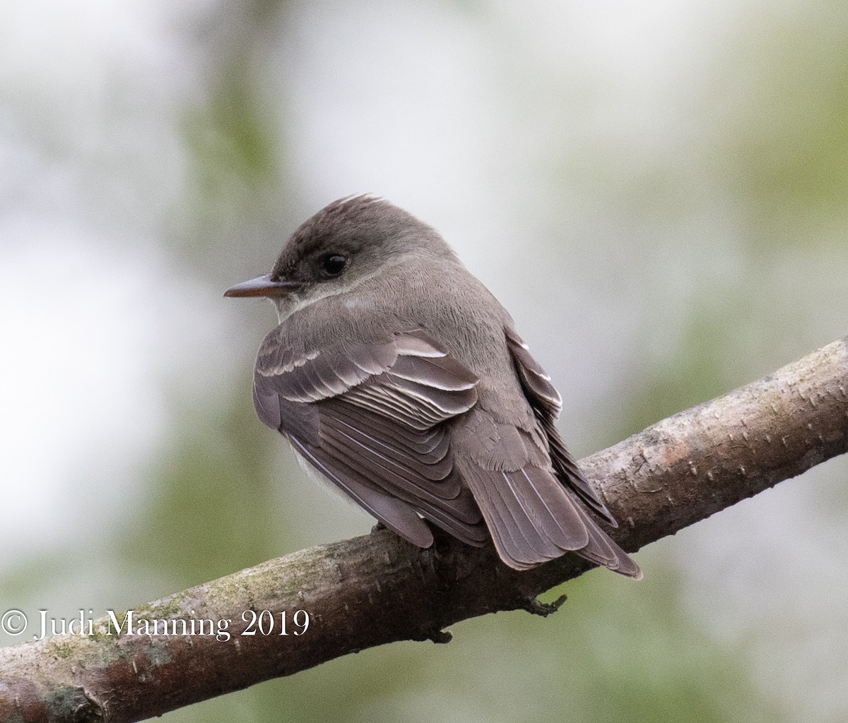 Eastern Wood-Pewee - ML162126821