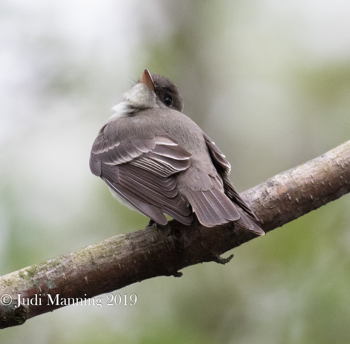 Eastern Wood-Pewee - ML162126851