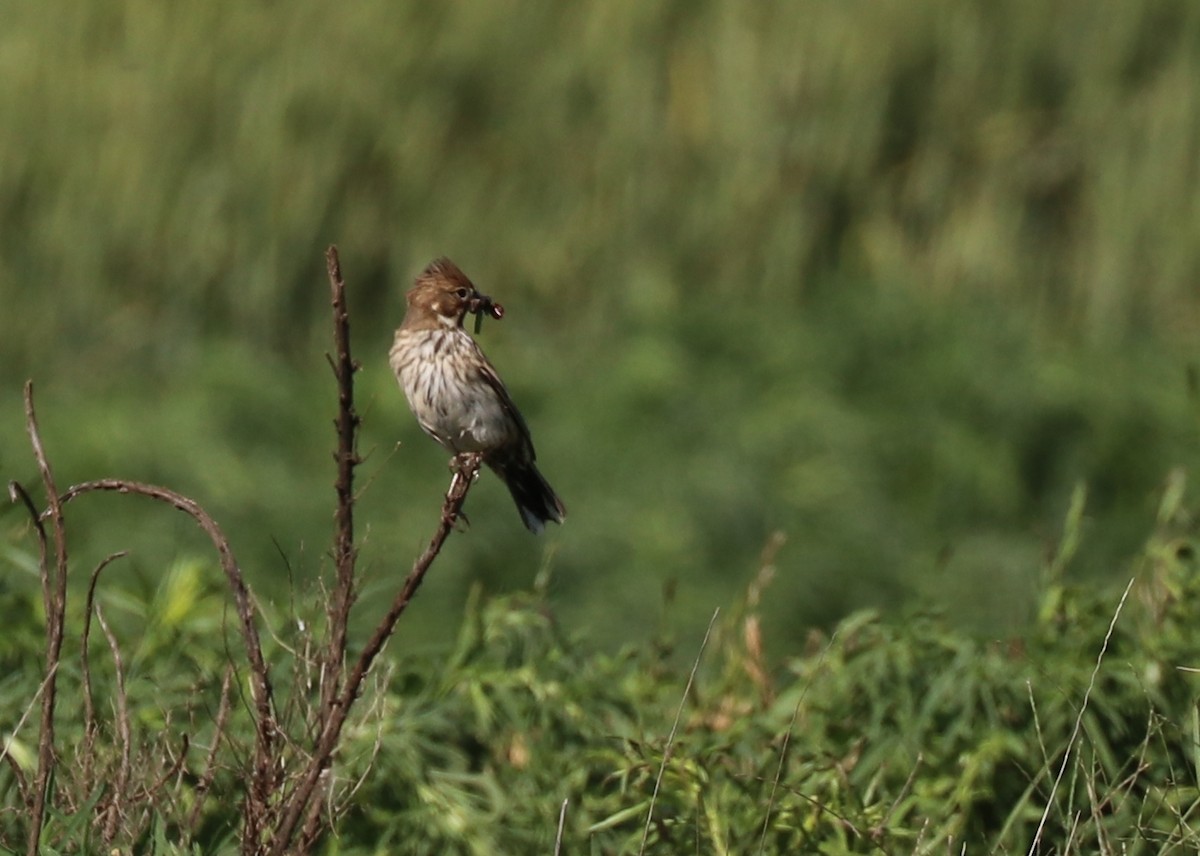 Lark Bunting - ML162127361