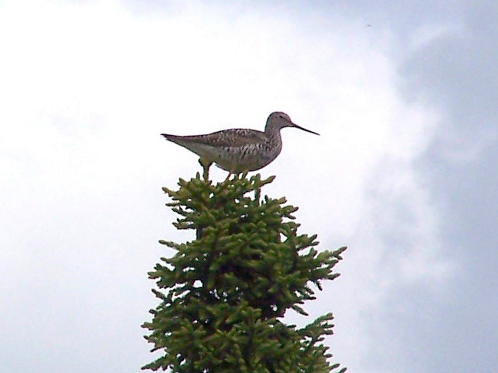 Greater Yellowlegs - ML162127431