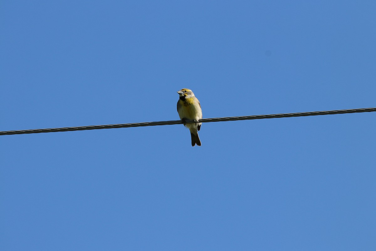 Dickcissel - K Dean Edwards