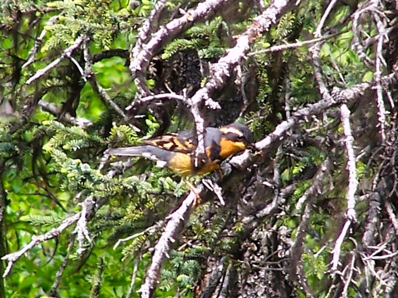 Varied Thrush - ML162127721