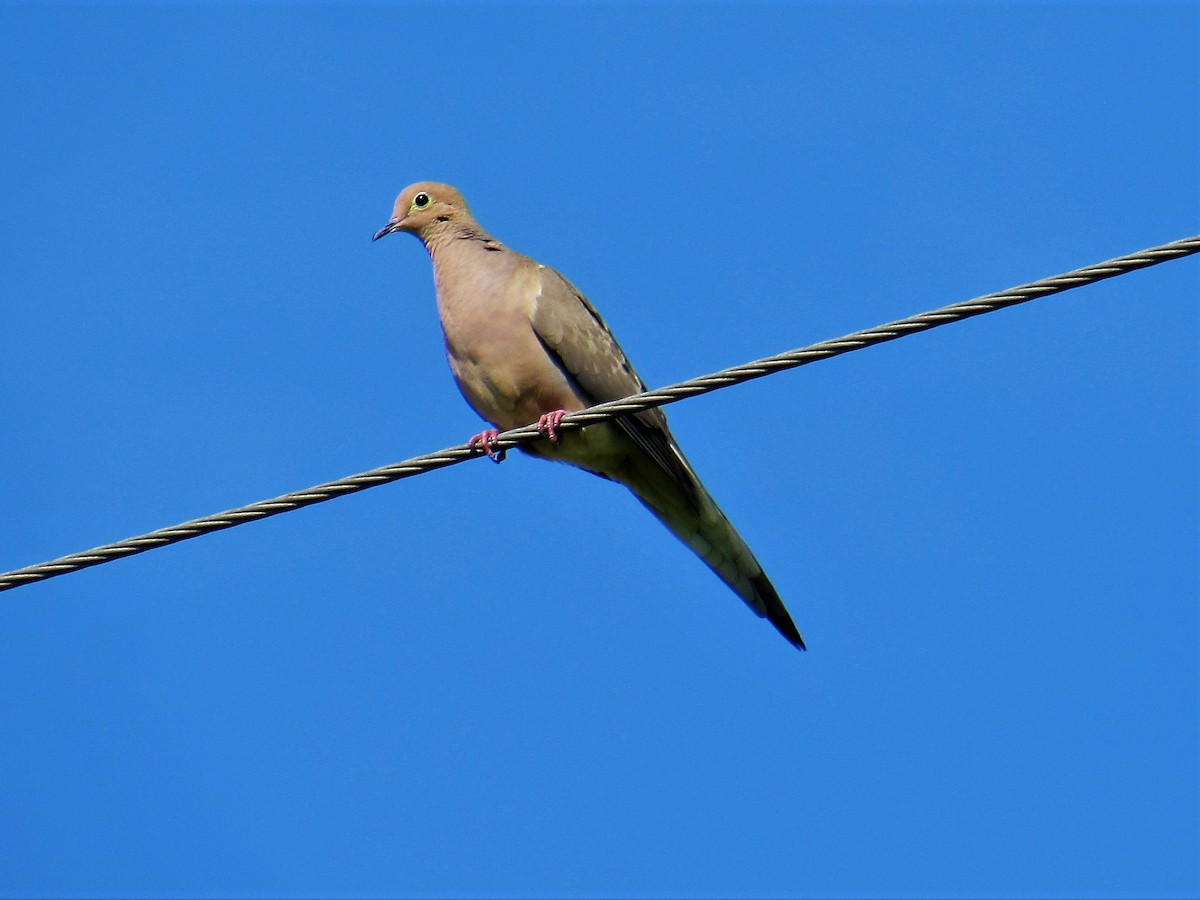 Mourning Dove - Brian Berry