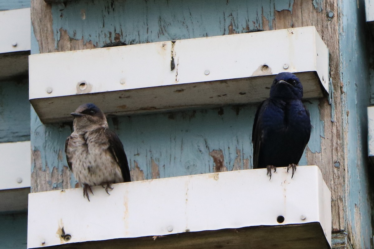 Purple Martin - ML162129161