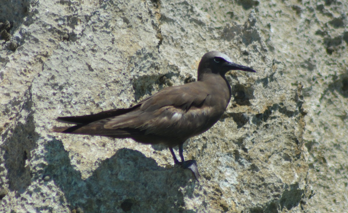 Brown Noddy - ML162130381