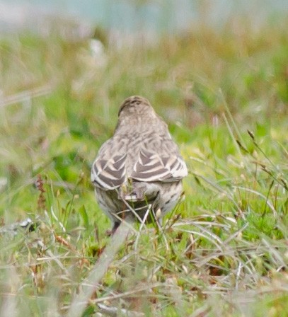 Lark Bunting - ML162130521