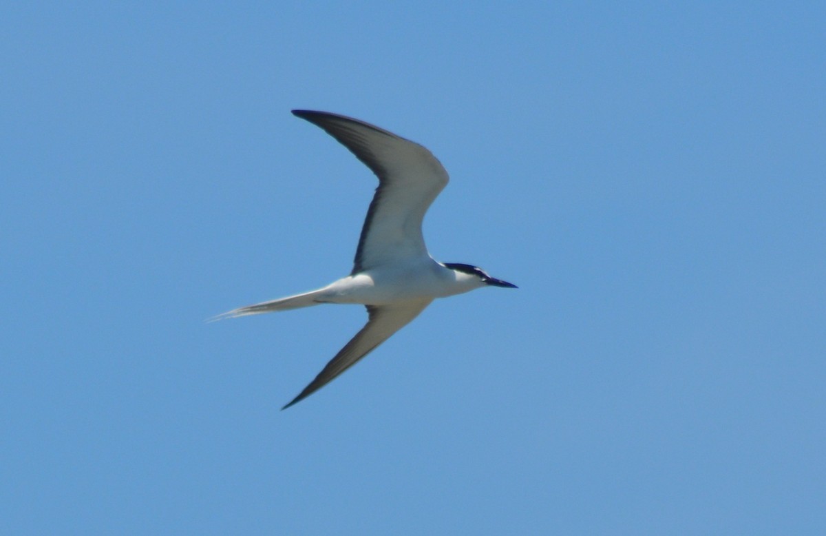 Bridled Tern - Keith M Kemp