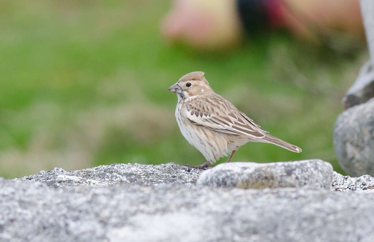 Lark Bunting - ML162130551