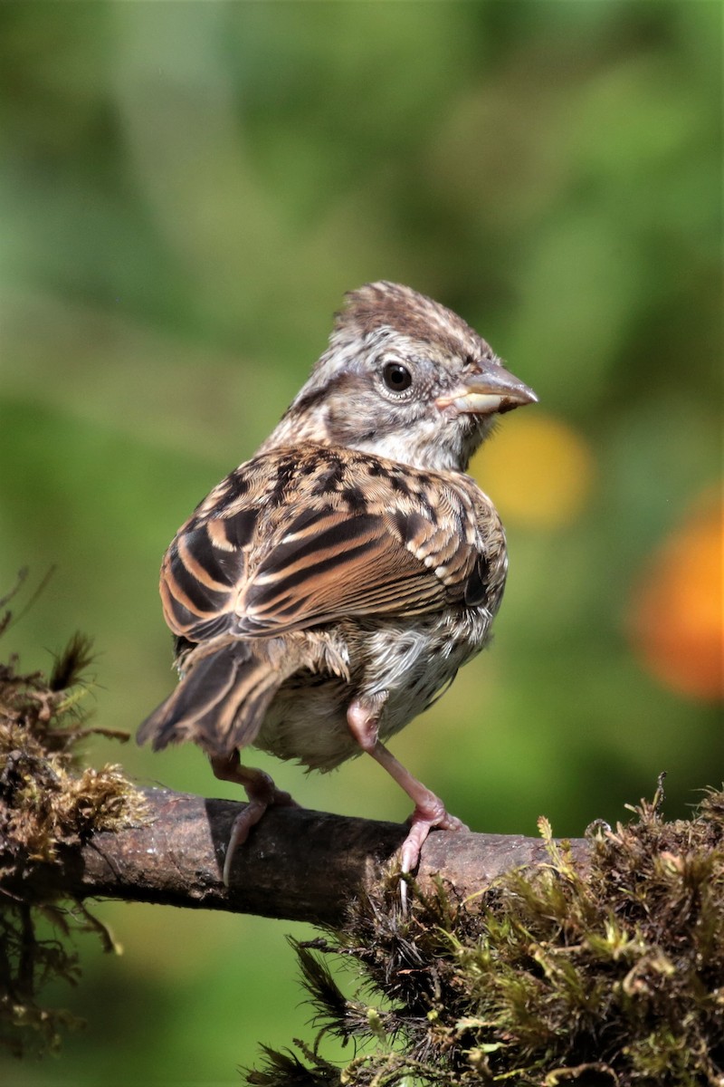 Rufous-collared Sparrow - ML162130791