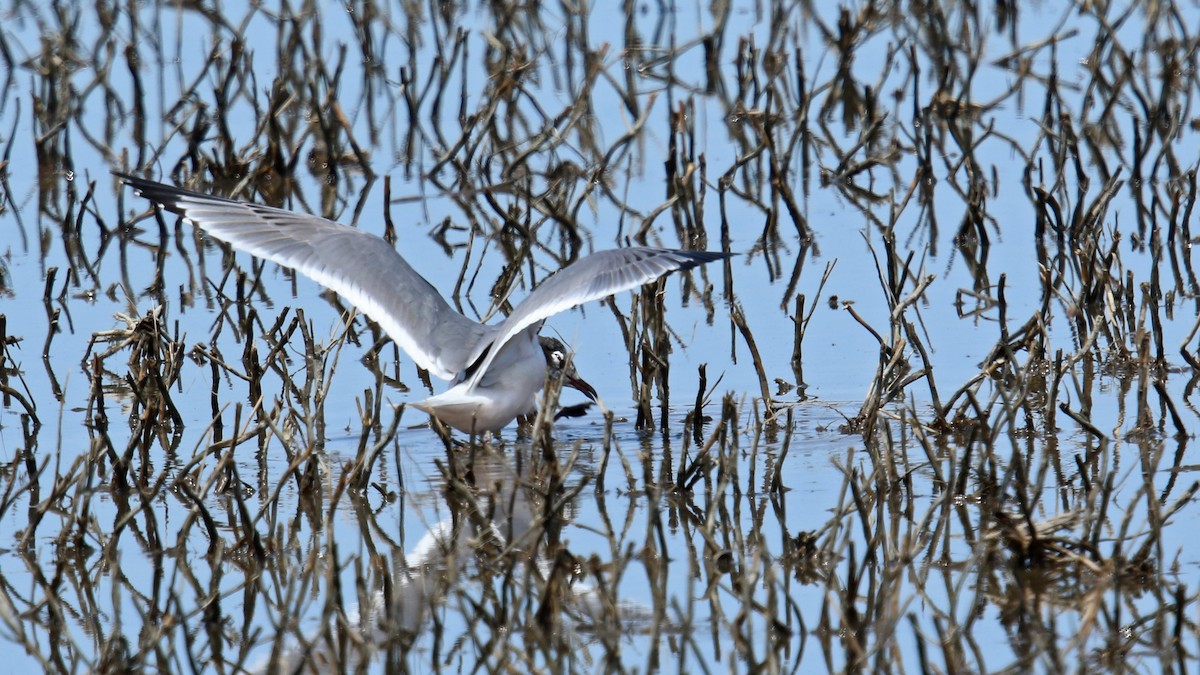 Franklin's Gull - ML162131891