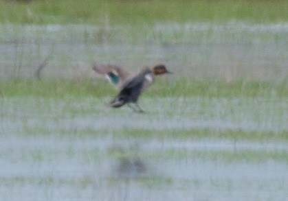 Green-winged Teal - ML162131991