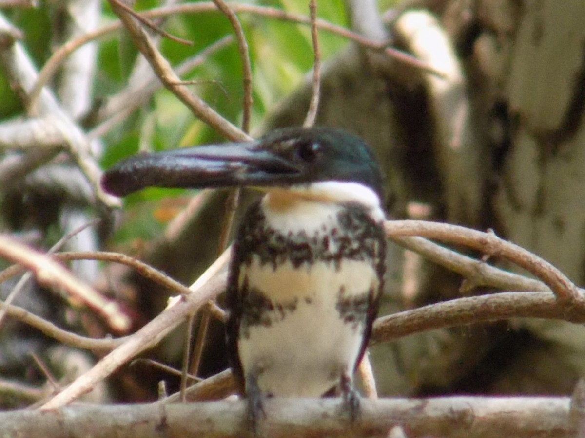 Green Kingfisher - ML162132591