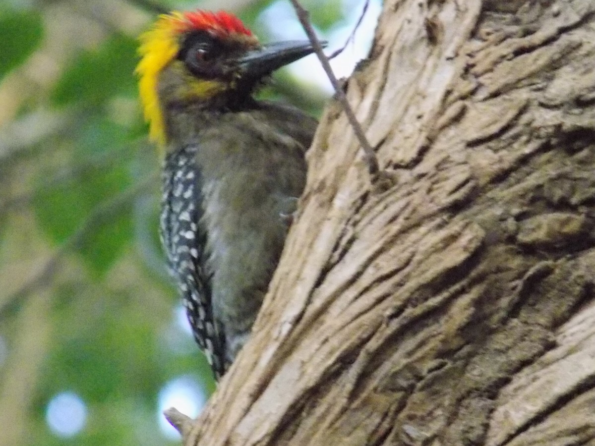Golden-cheeked Woodpecker - ML162132701
