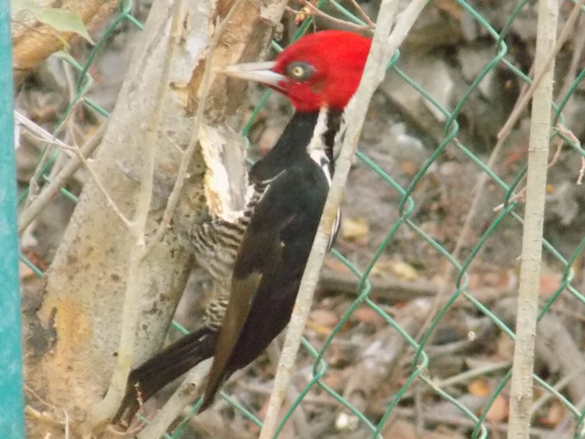 Pale-billed Woodpecker - ML162132861