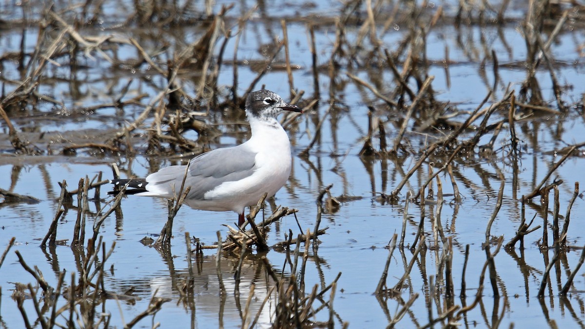 Franklin's Gull - ML162133031