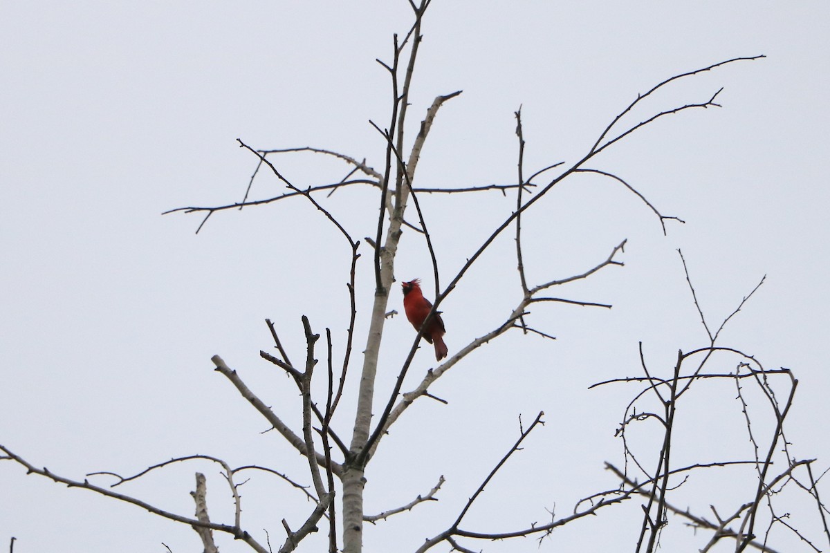 Northern Cardinal - ML162133101