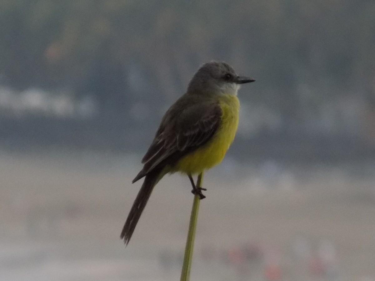 Tropical Kingbird - ML162133561