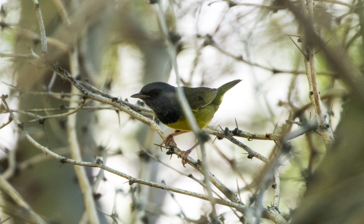 Mourning Warbler - Brandon Miller