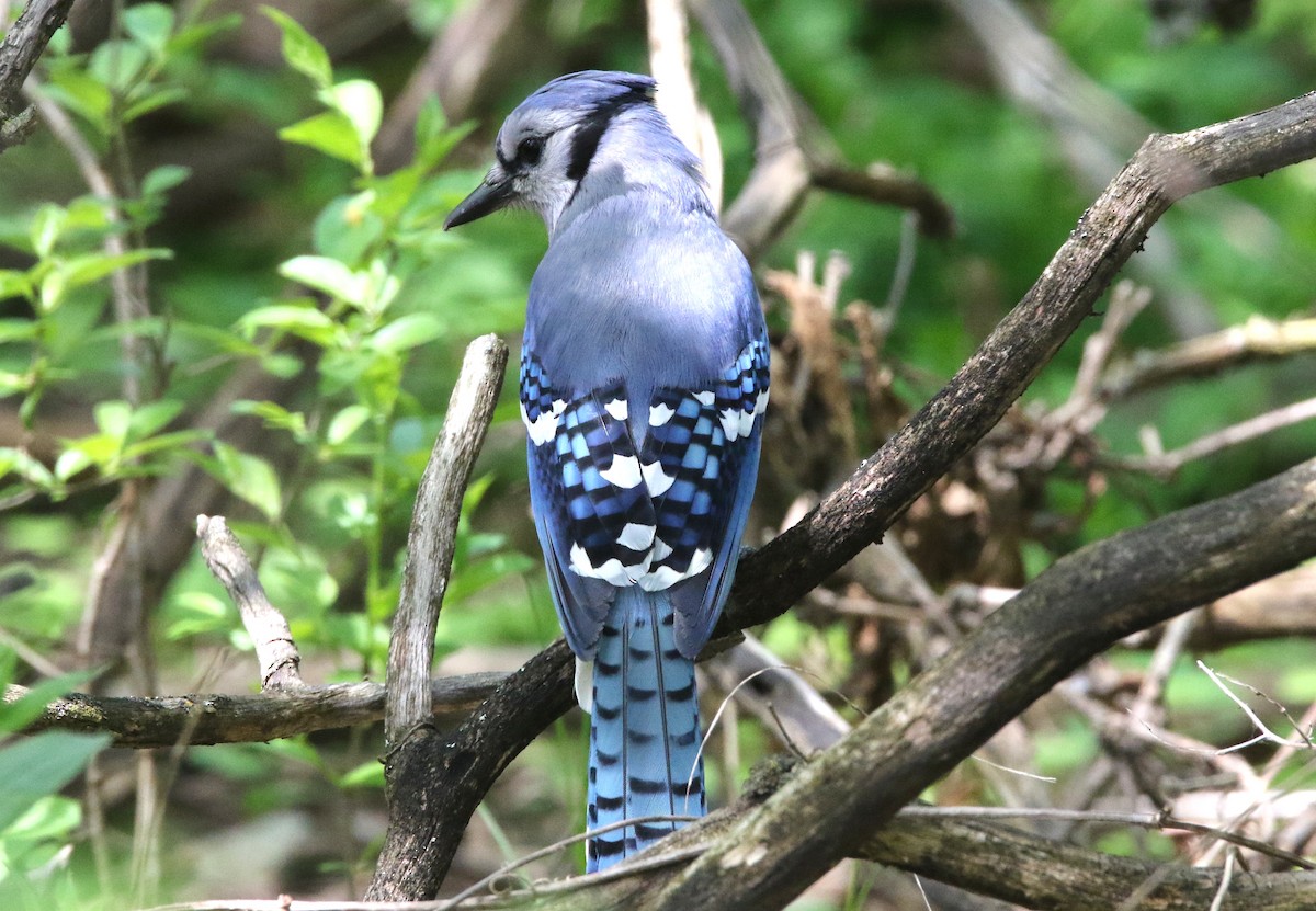 Blue Jay - Brian Tychie