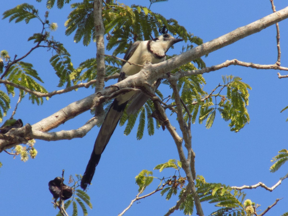 White-throated Magpie-Jay - ML162134051