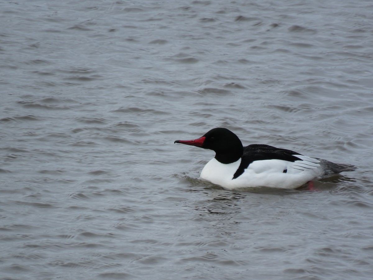 Common Merganser - Kai Frueh