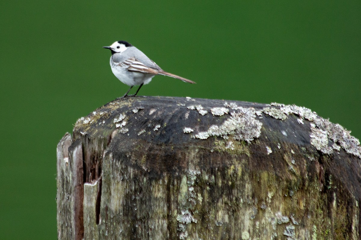 White Wagtail - L.A. Skillen