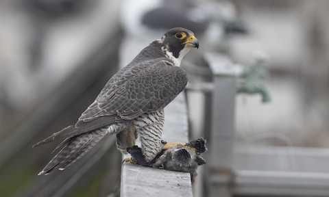 Peregrine Falcon (North American) - Falco peregrinus anatum