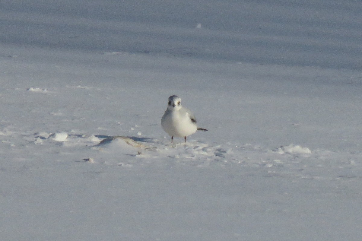 Mouette rosée - ML162140701