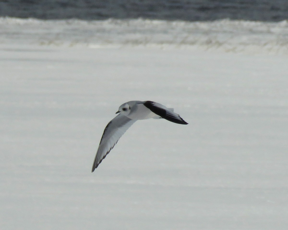 Ross's Gull - ML162140721