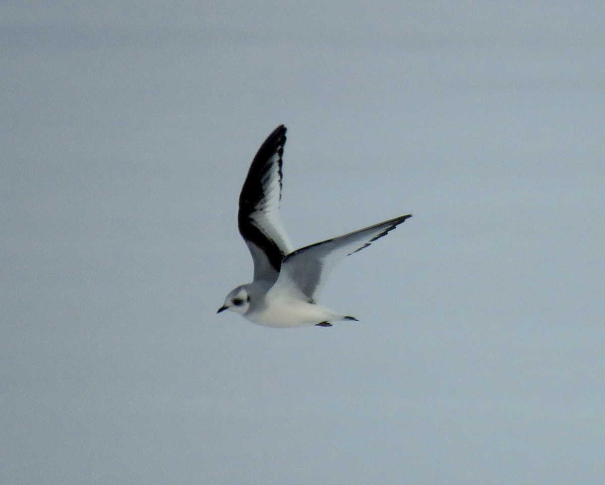 Mouette rosée - ML162140741