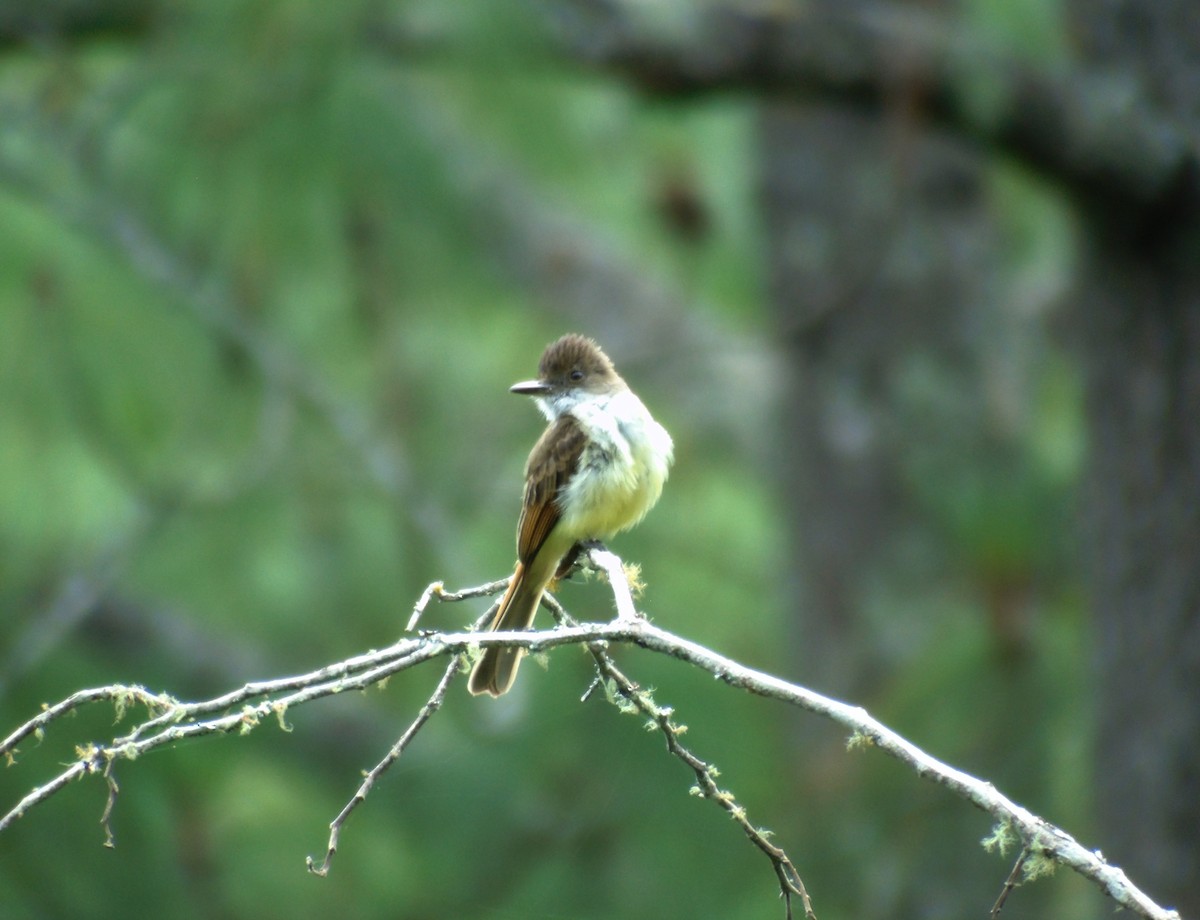 Brown-crested Flycatcher - ML162143011