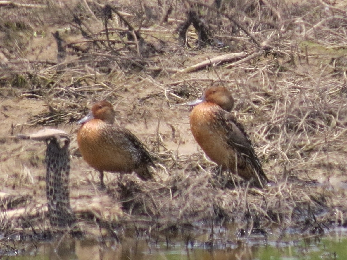 ostralka štíhlá - ML162143691