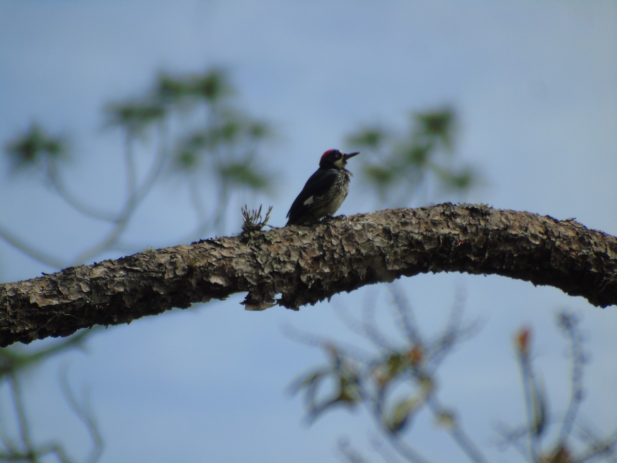 Acorn Woodpecker - ML162144881