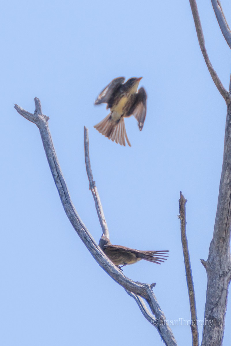 Olive-sided Flycatcher - Brian Murphy