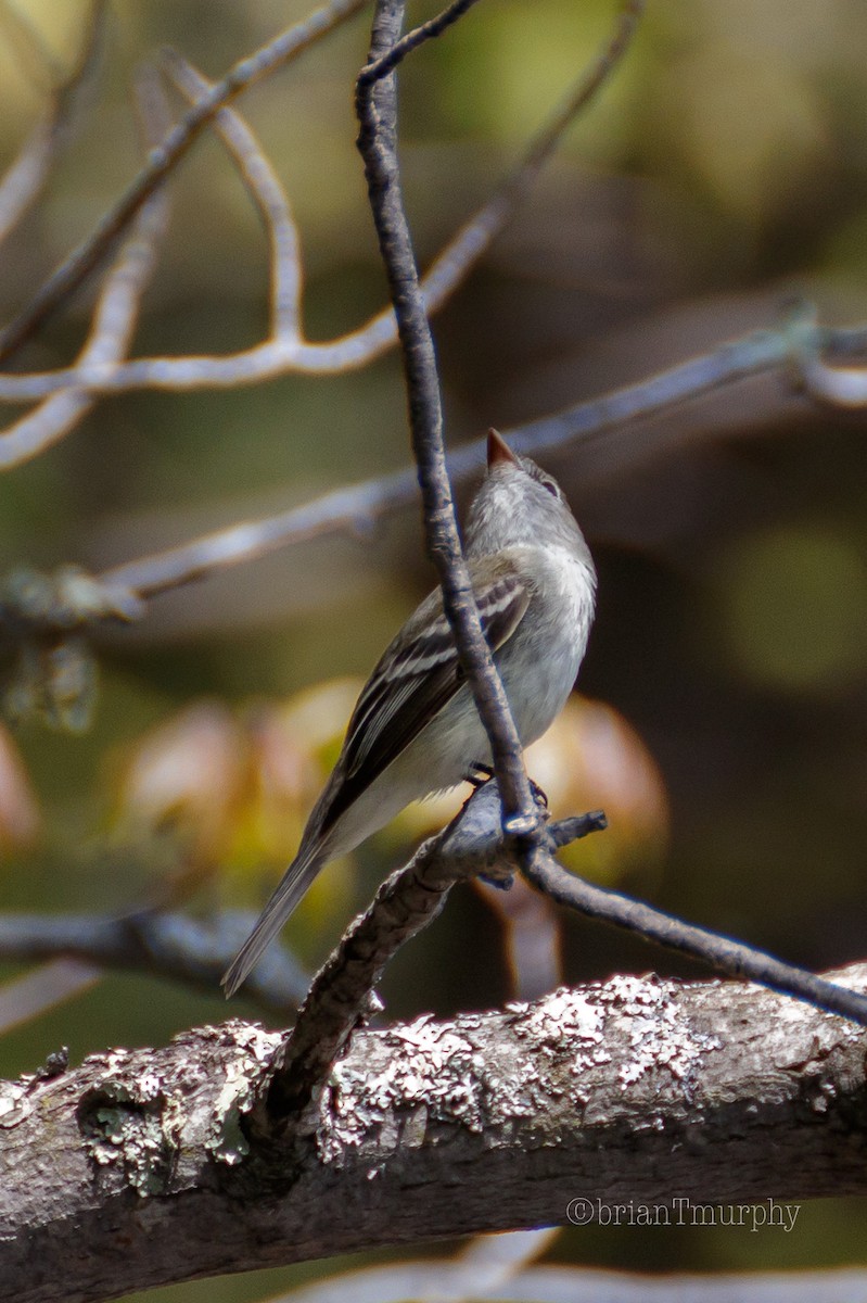 Least Flycatcher - Brian Murphy