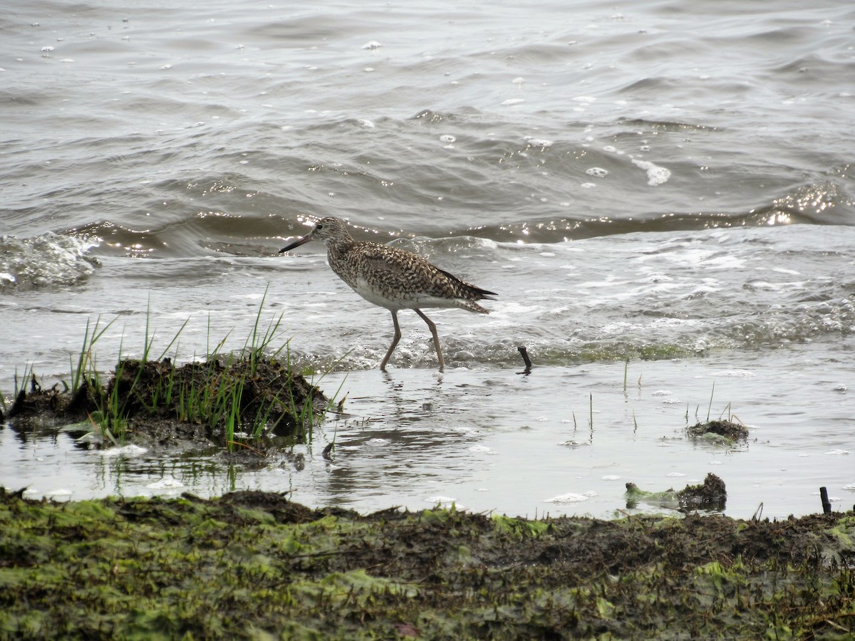 Willet - ML162146301