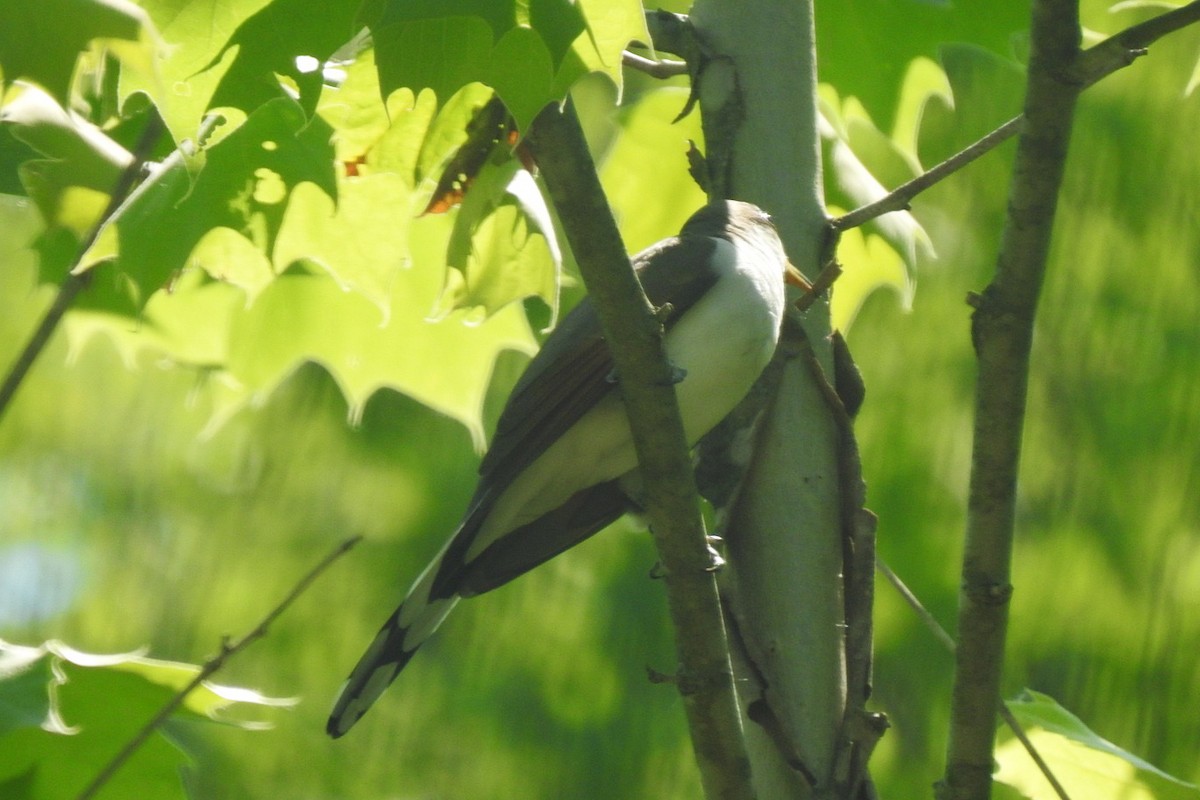 Yellow-billed Cuckoo - ML162146491