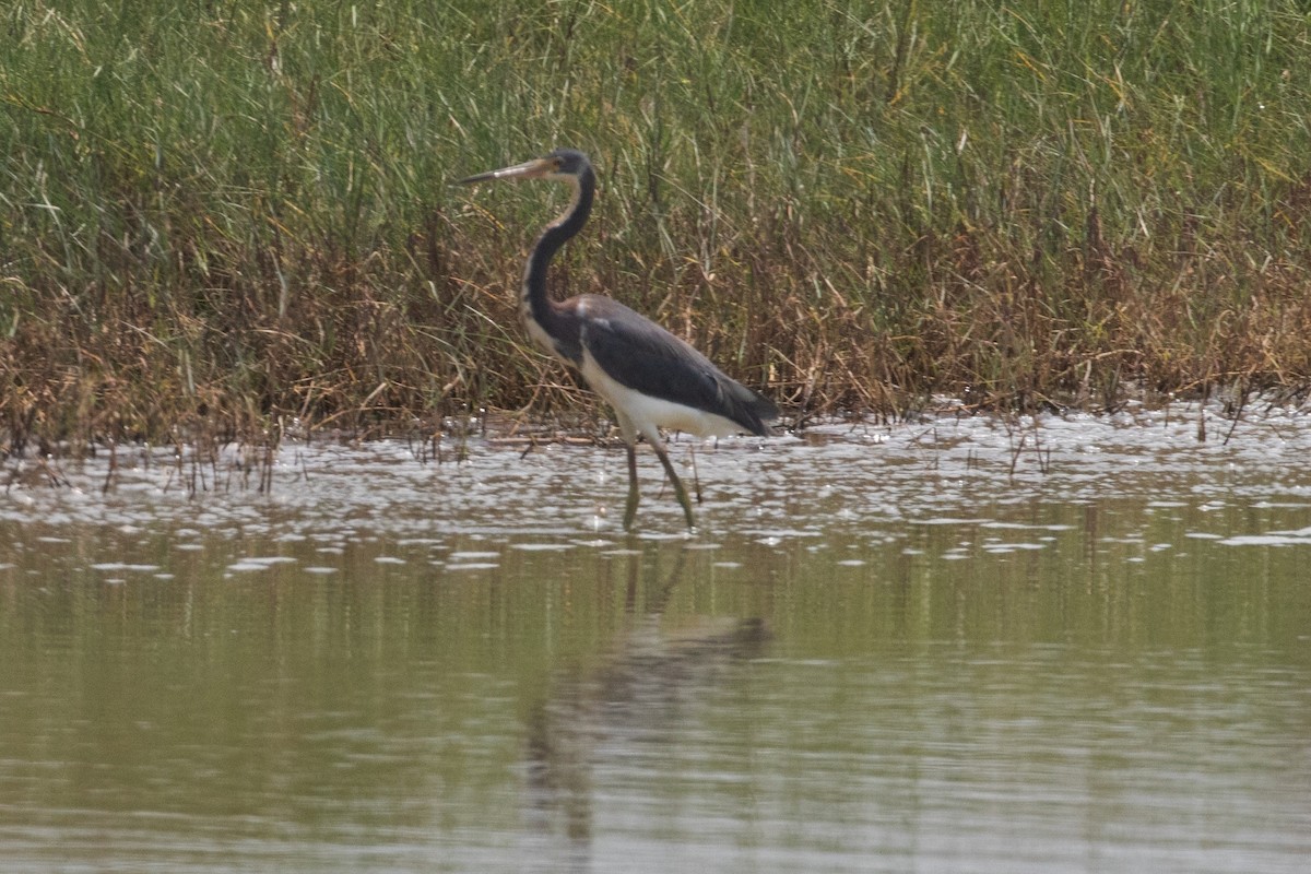 Tricolored Heron - ML162147681