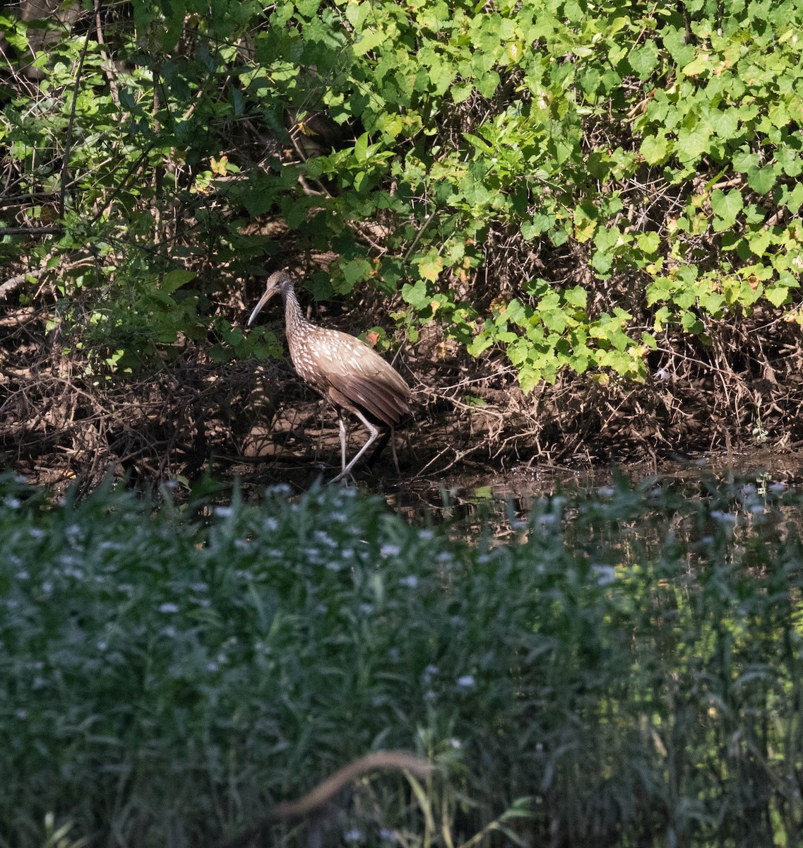 Limpkin - Anne Olsen