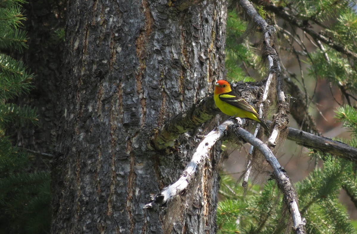 Western Tanager - ML162148331